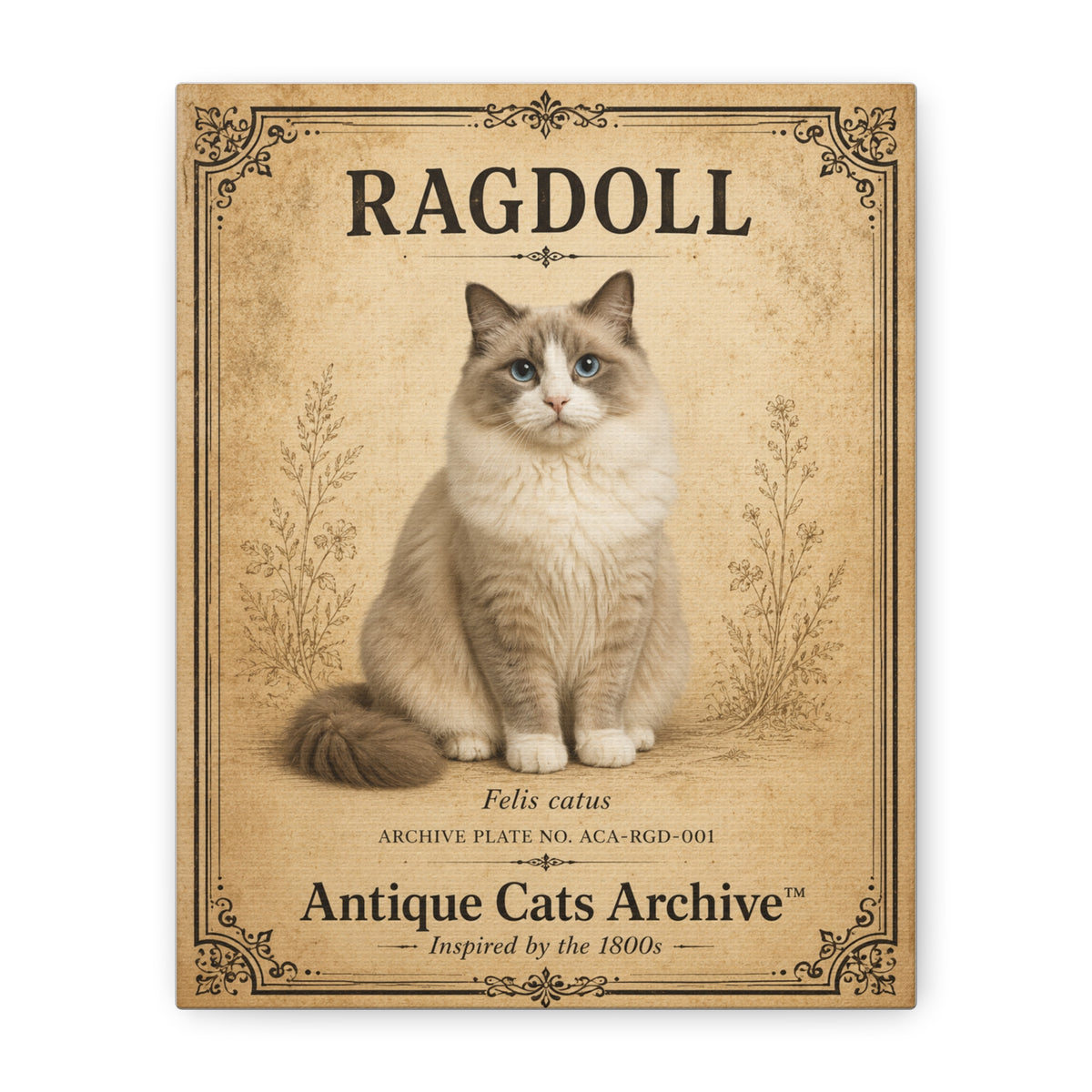 Ragdoll Cat Canvas | Vintage Antique Cats Archive Wall Art