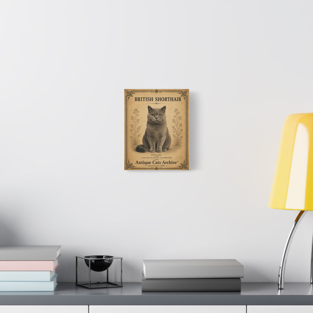 British Shorthair Cat Canvas | Vintage Antique Cats Archive Wall Art