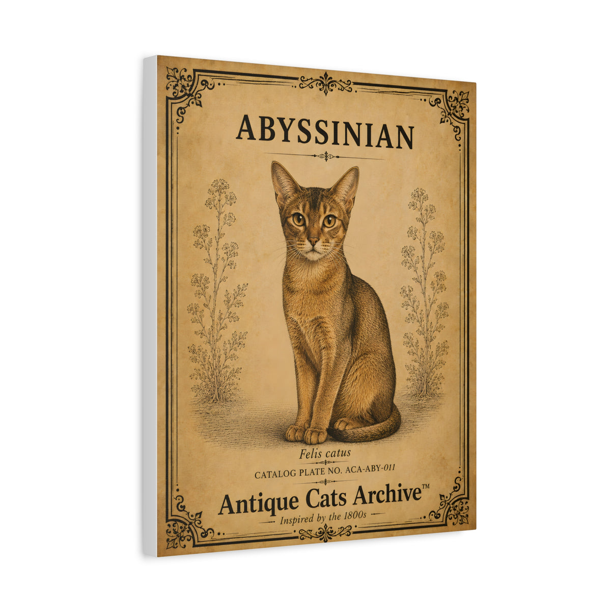 Abyssinian Cat Canvas | Vintage Antique Cats Archive Wall Art