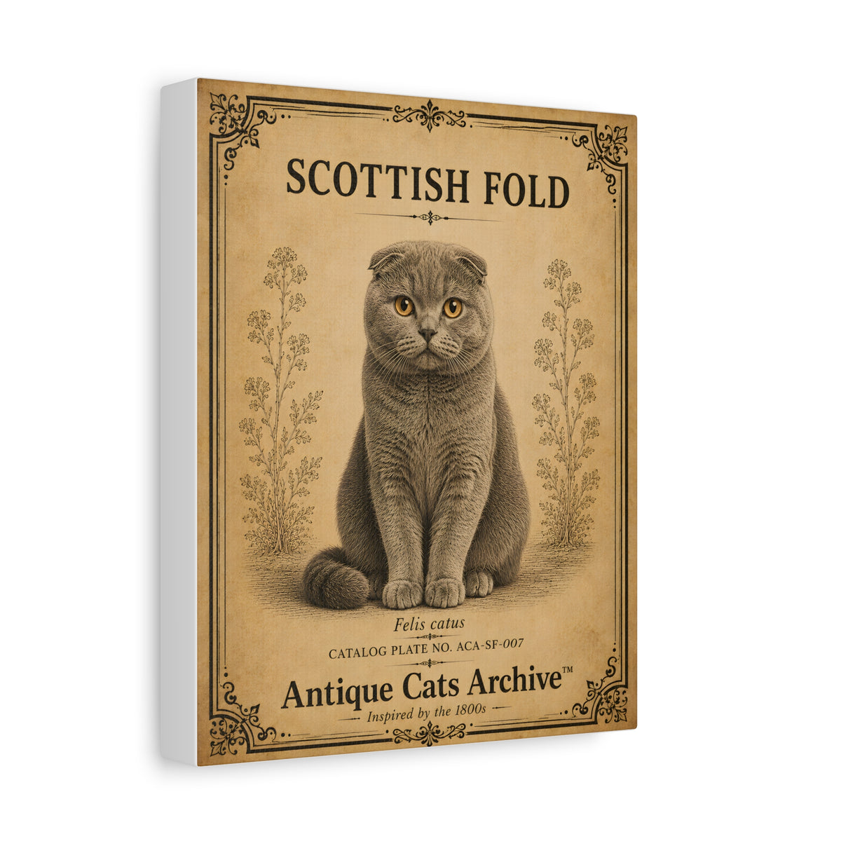 Scottish Fold Cat Canvas | Vintage Antique Cats Archive Wall Art