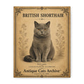 British Shorthair Cat Canvas | Vintage Antique Cats Archive Wall Art