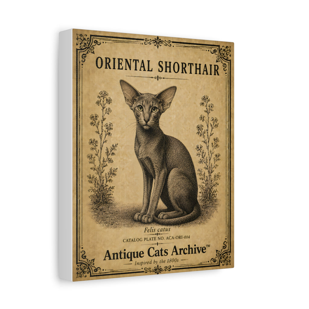 Oriental Shorthair Cat Canvas | Vintage Antique Cats Archive Wall Art
