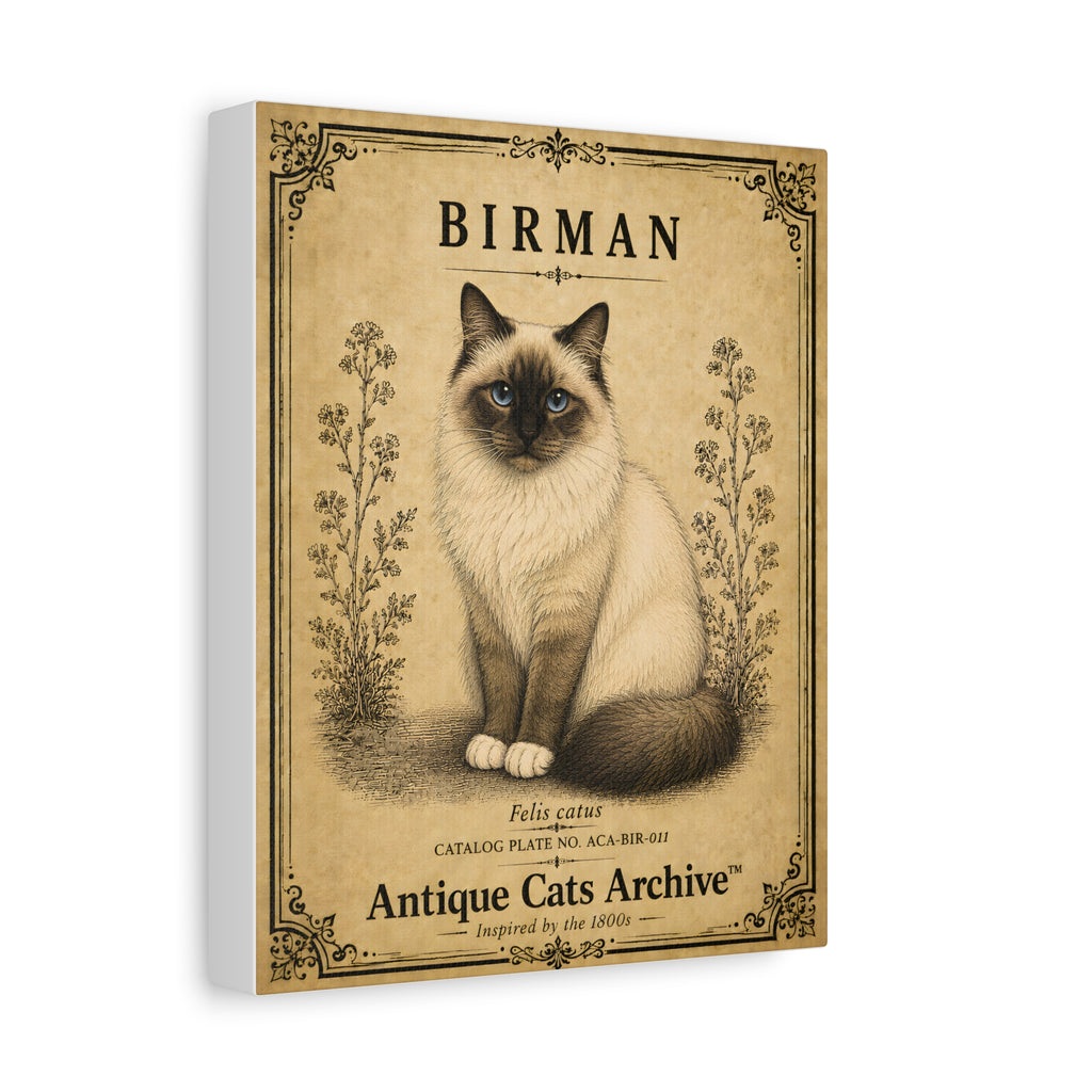 Birman Cat Canvas | Vintage Antique Cats Archive Wall Art