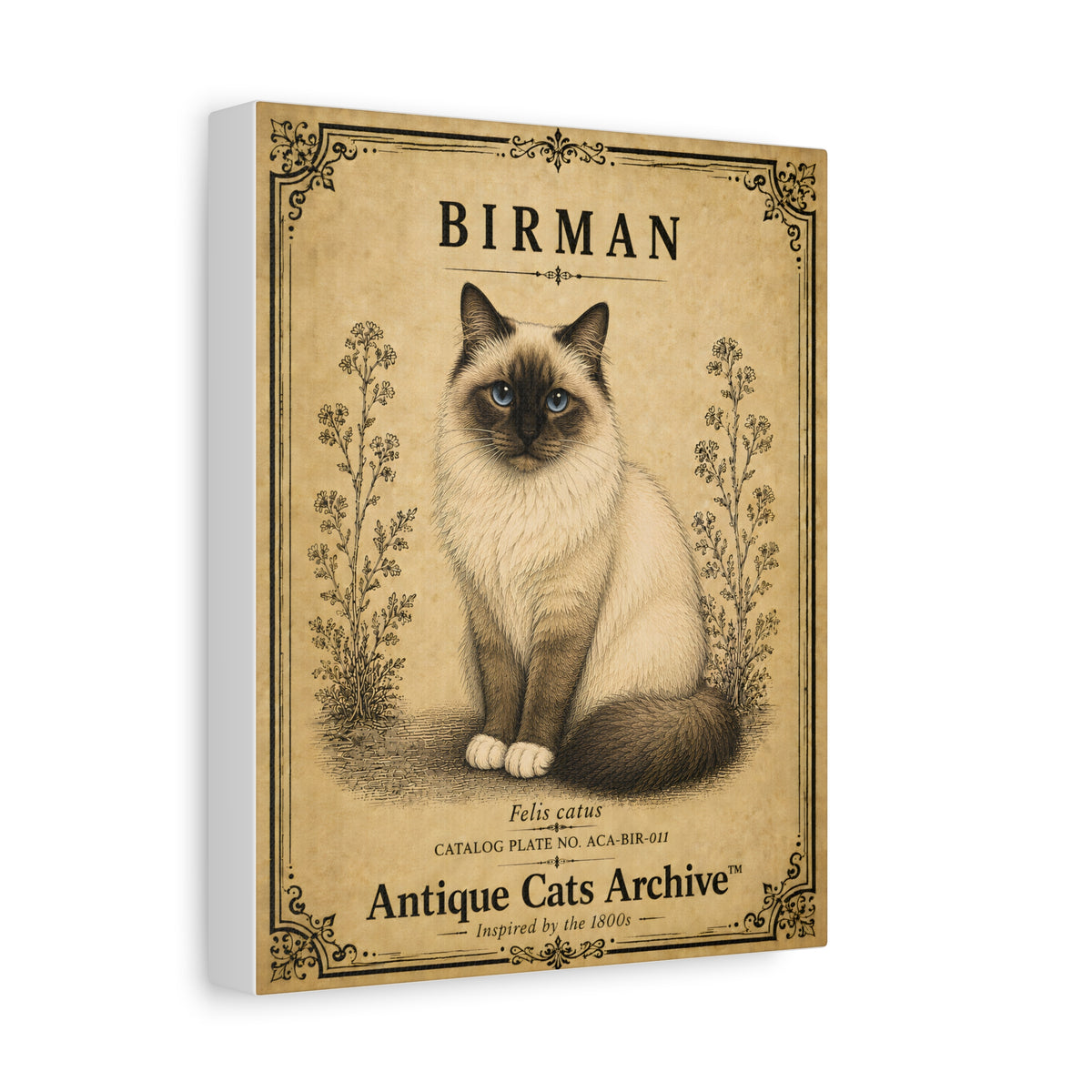 Birman Cat Canvas | Vintage Antique Cats Archive Wall Art