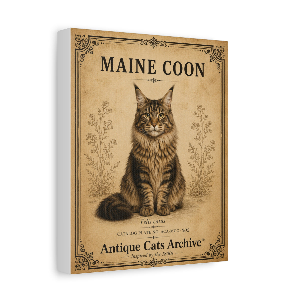 Maine Coon Cat Canvas | Vintage Antique Cats Archive Wall Art