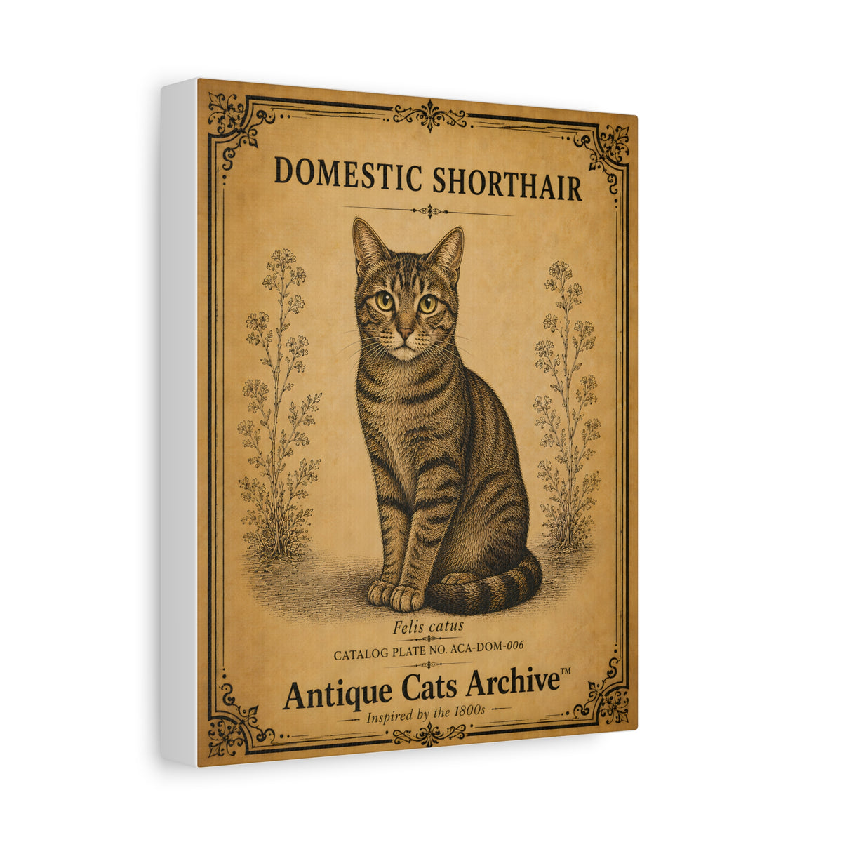 Domestic Shorthair Cat Canvas | Vintage Antique Cats Archive Wall Art