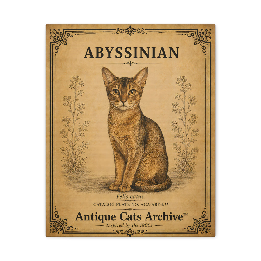 Abyssinian Cat Canvas | Vintage Antique Cats Archive Wall Art