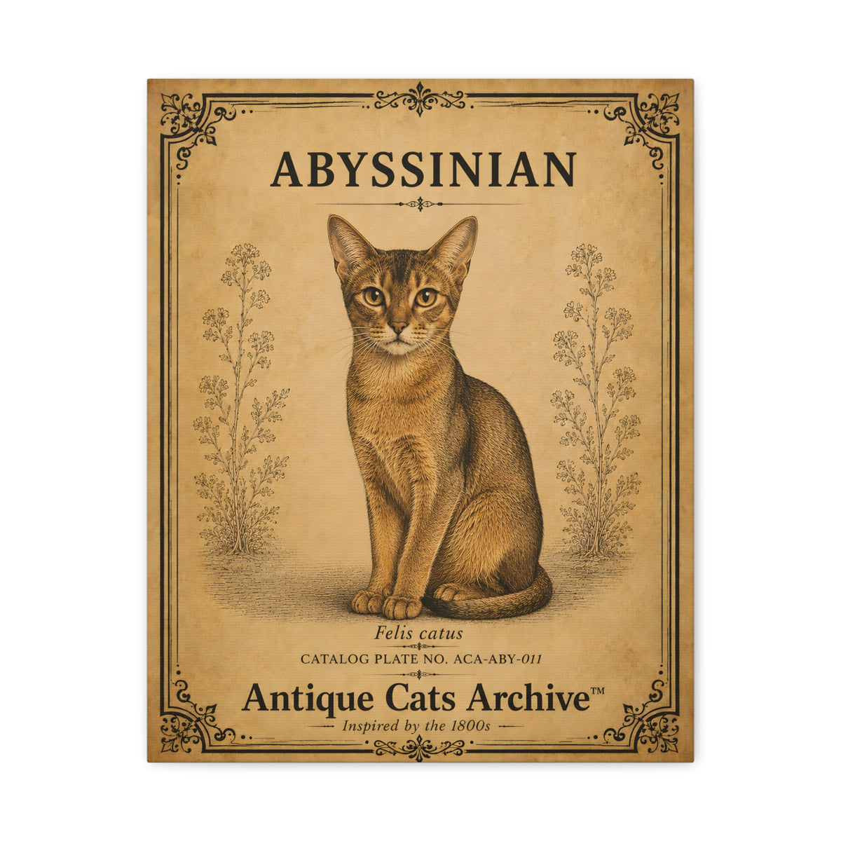 Abyssinian Cat Canvas | Vintage Antique Cats Archive Wall Art