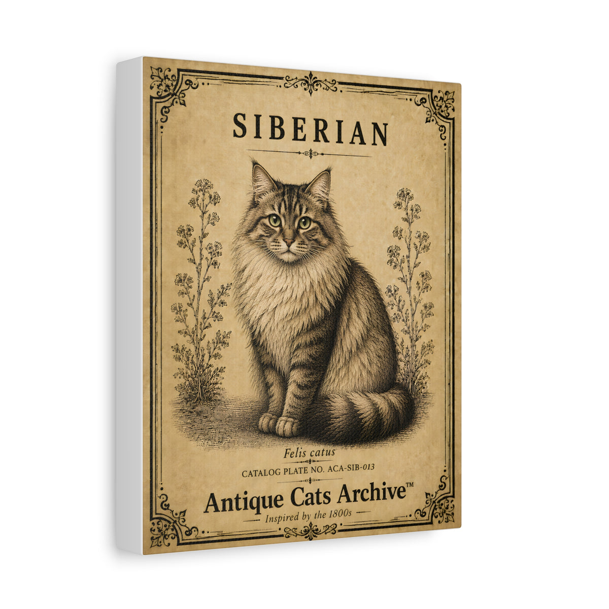 Siberian Cat Canvas | Vintage Antique Cats Archive Wall Art