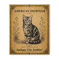American Shorthair Cat Canvas | Vintage Antique Cats Archive Wall Art