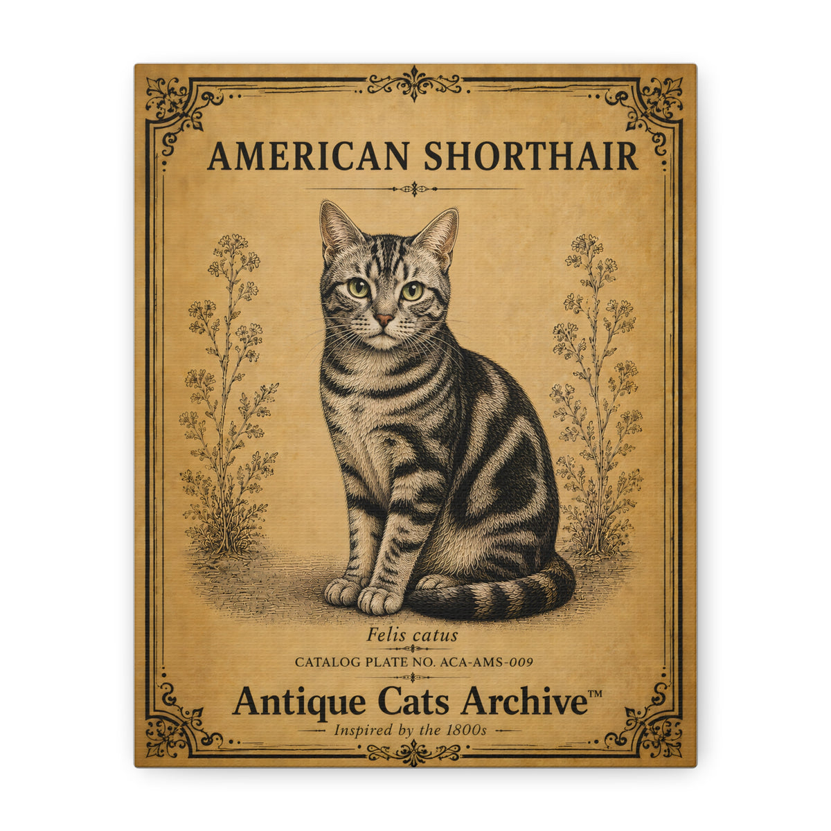 American Shorthair Cat Canvas | Vintage Antique Cats Archive Wall Art