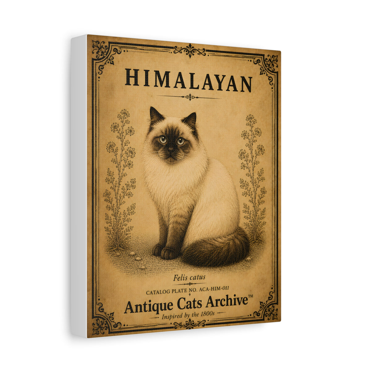 Himalayan Cat Canvas | Vintage Antique Cats Archive Wall Art