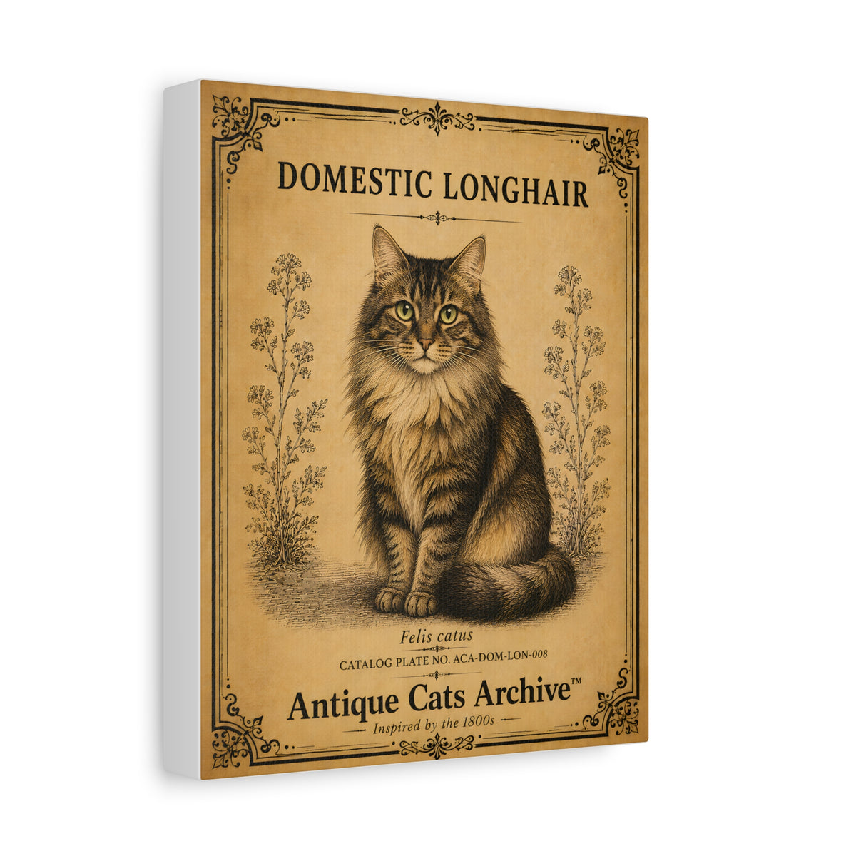 Domestic Longhair Cat Canvas | Vintage Antique Cats Archive Wall Art