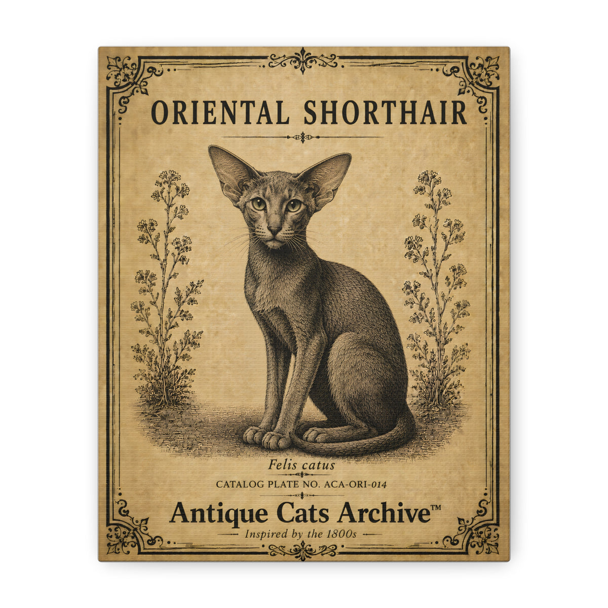 Oriental Shorthair Cat Canvas | Vintage Antique Cats Archive Wall Art