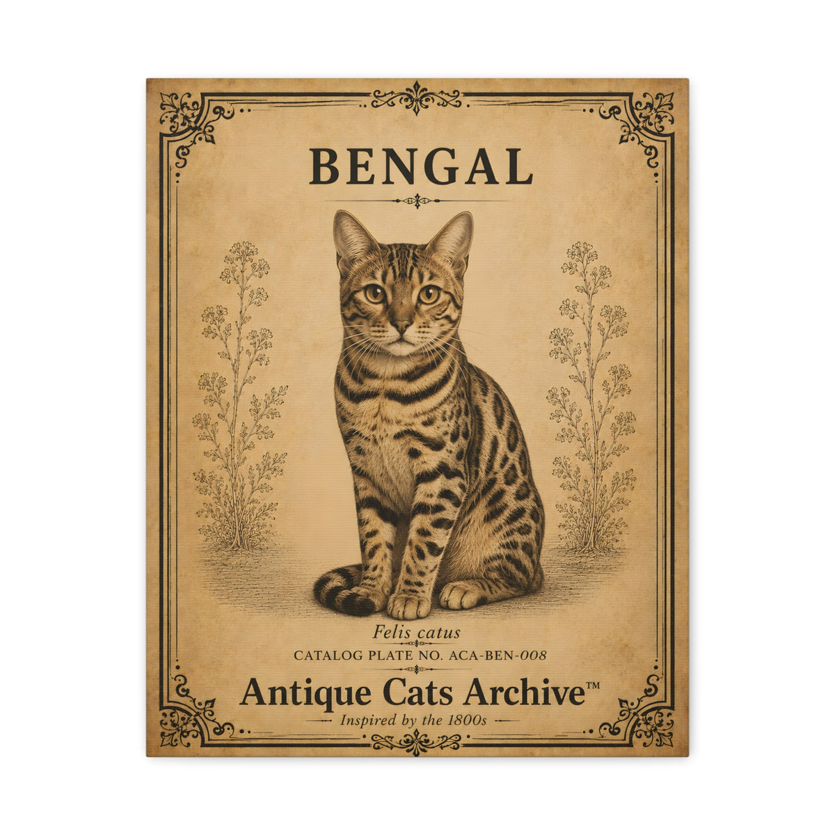 Bengal Cat Canvas | Vintage Antique Cats Archive Wall Art