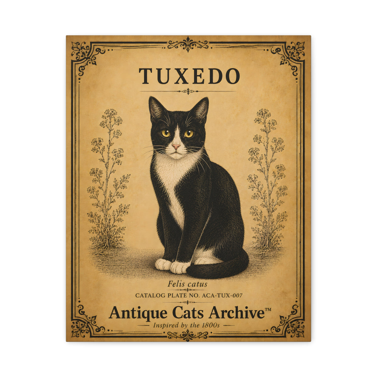 Tuxedo Cat Canvas | Vintage Antique Cats Archive Wall Art