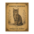 Domestic Shorthair Cat Canvas | Vintage Antique Cats Archive Wall Art