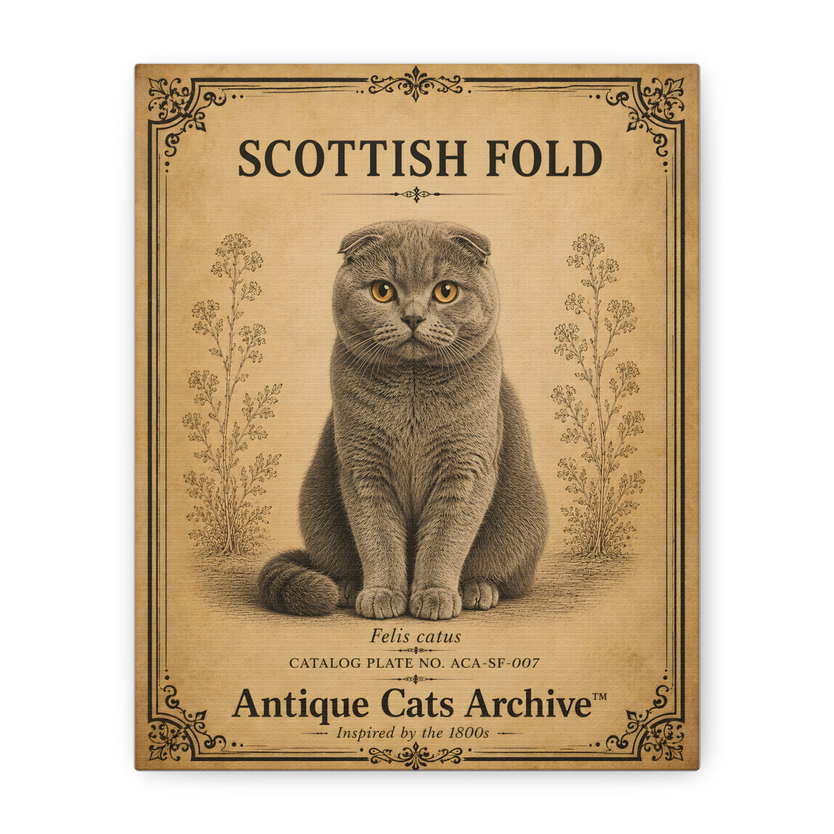 Scottish Fold Cat Canvas | Vintage Antique Cats Archive Wall Art