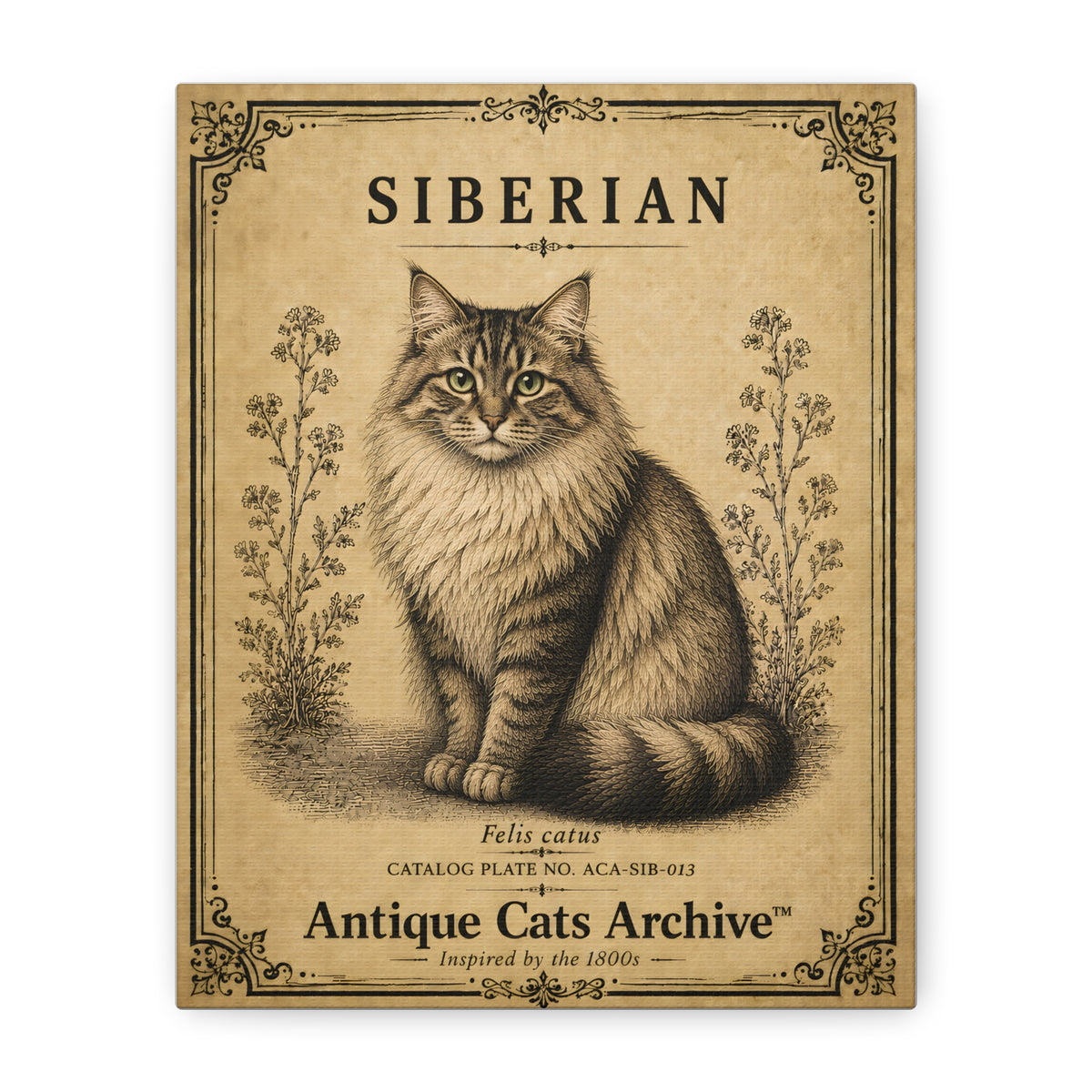 Siberian Cat Canvas | Vintage Antique Cats Archive Wall Art