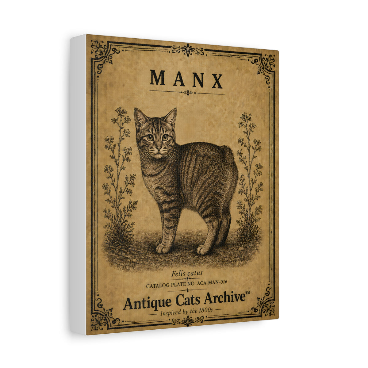 Manx Cat Canvas | Vintage Antique Cats Archive Wall Art