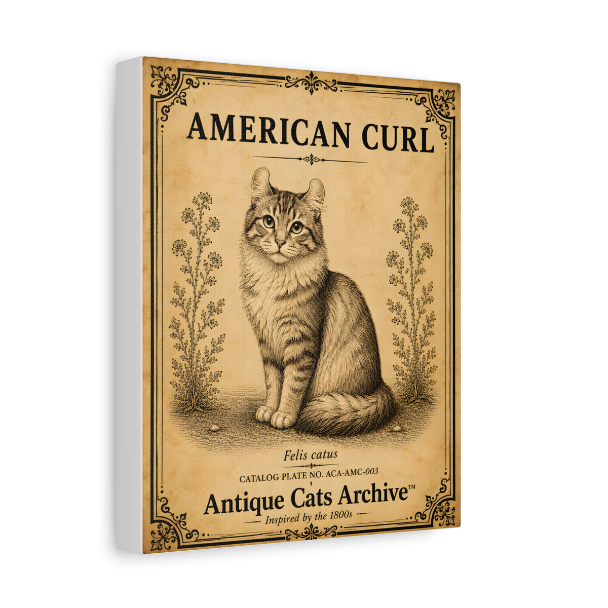 American Curl Cat Canvas | Vintage Antique Cats Archive Wall Art