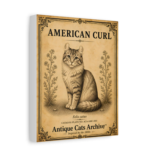 American Curl Cat Canvas | Vintage Antique Cats Archive Wall Art