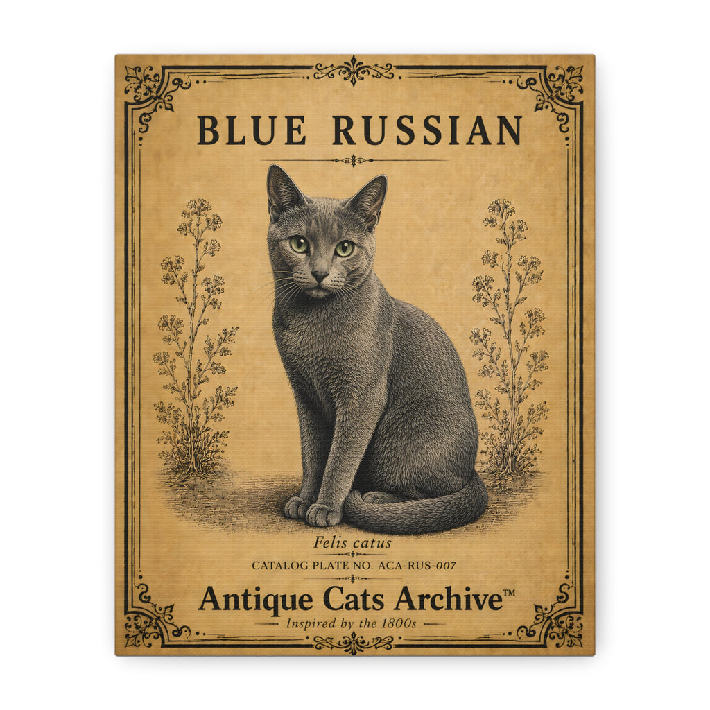Russian Blue Cat Canvas | Vintage Antique Cats Archive Wall Art