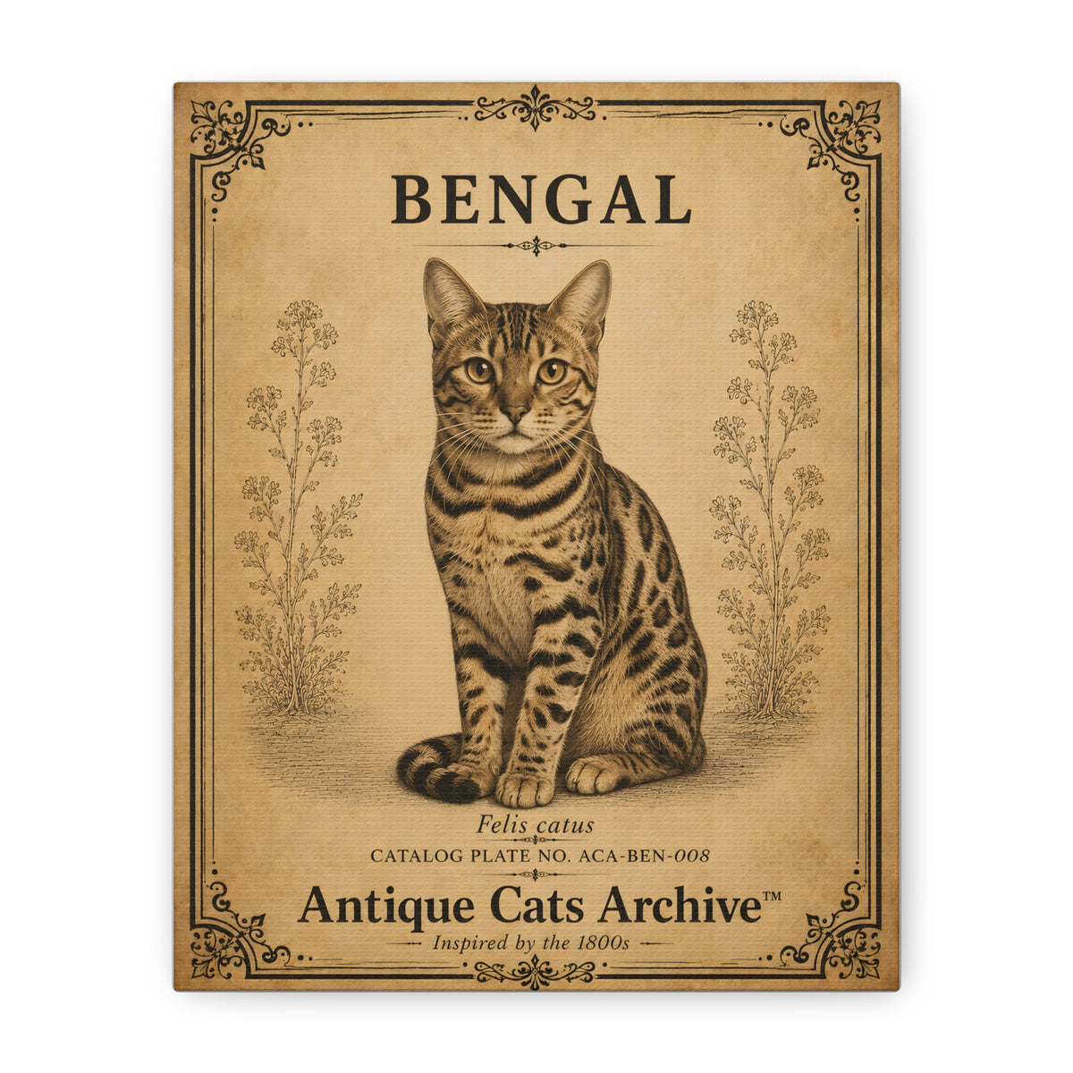 Bengal Cat Canvas | Vintage Antique Cats Archive Wall Art