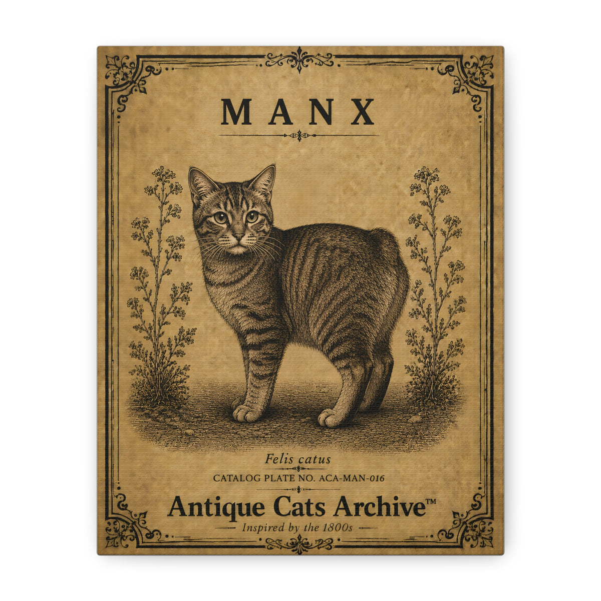 Manx Cat Canvas | Vintage Antique Cats Archive Wall Art