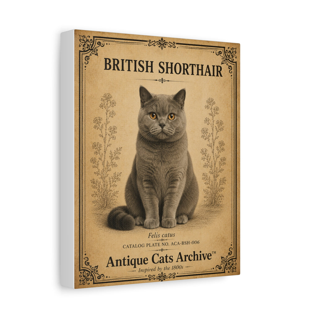 British Shorthair Cat Canvas | Vintage Antique Cats Archive Wall Art