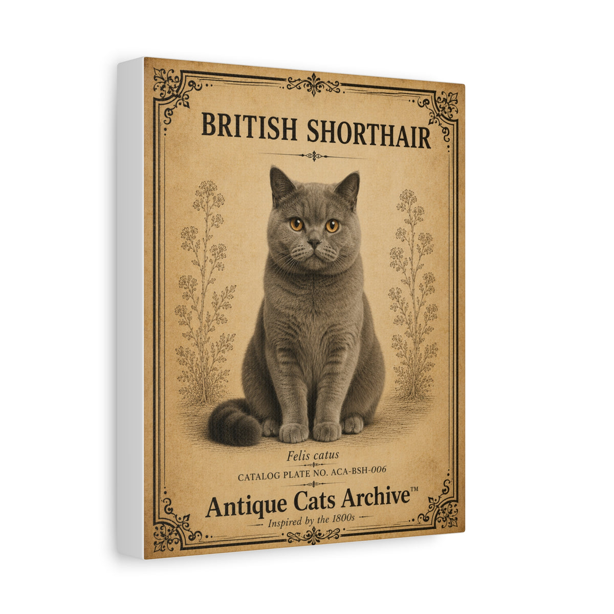 British Shorthair Cat Canvas | Vintage Antique Cats Archive Wall Art