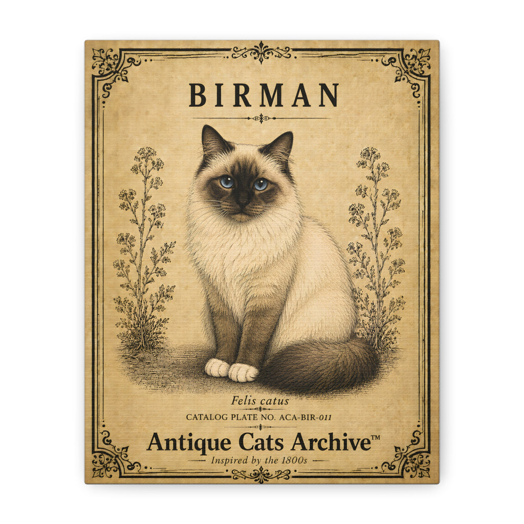 Birman Cat Canvas | Vintage Antique Cats Archive Wall Art