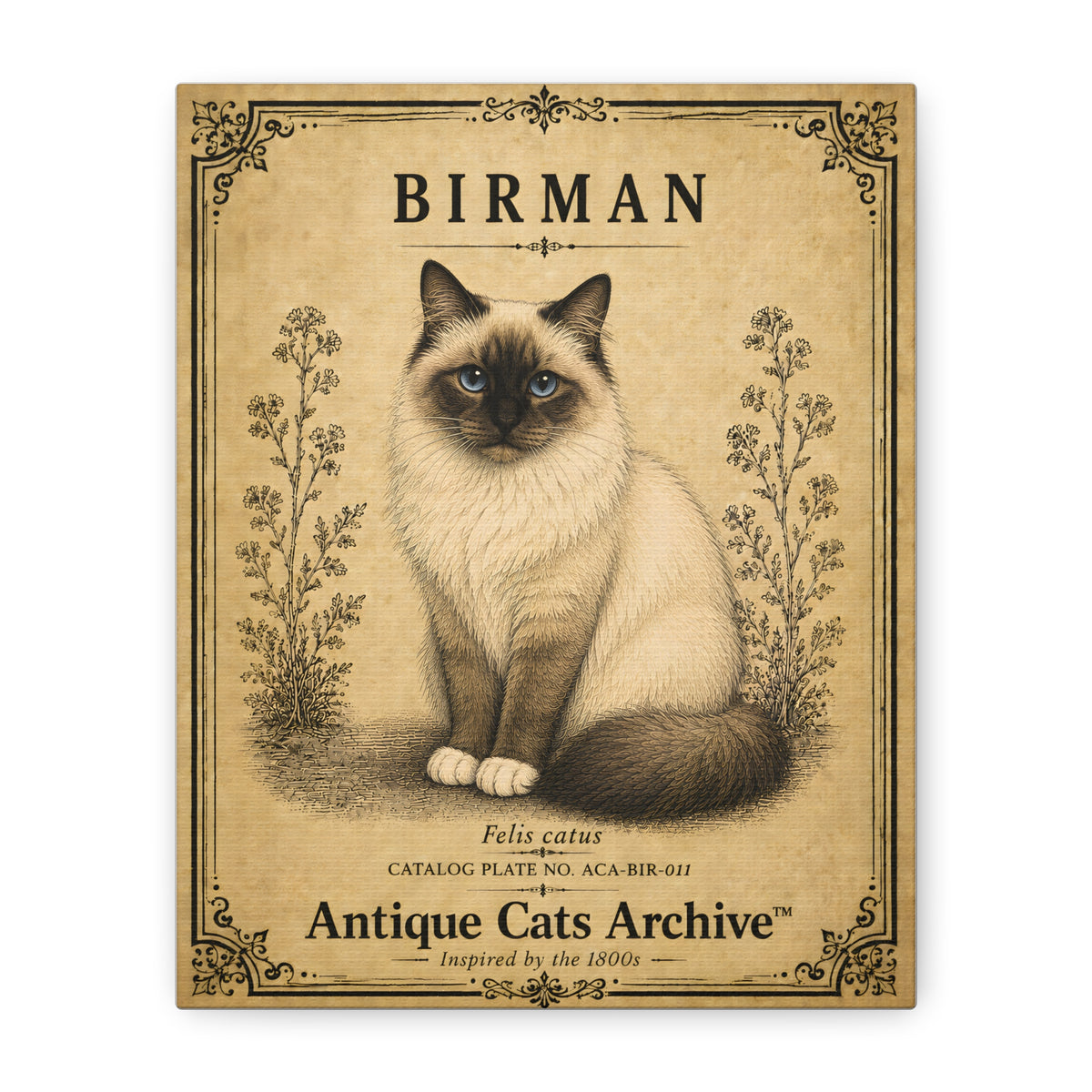 Birman Cat Canvas | Vintage Antique Cats Archive Wall Art