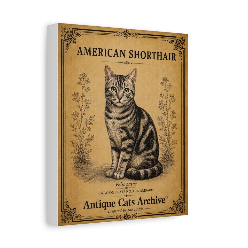 American Shorthair Cat Canvas | Vintage Antique Cats Archive Wall Art