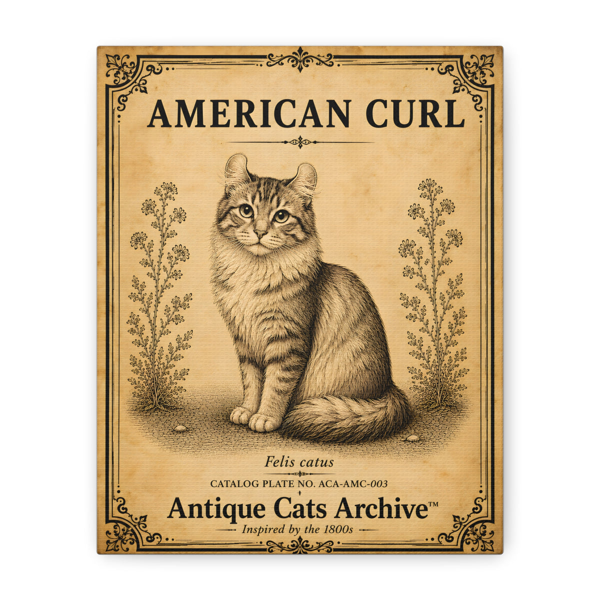 American Curl Cat Canvas | Vintage Antique Cats Archive Wall Art