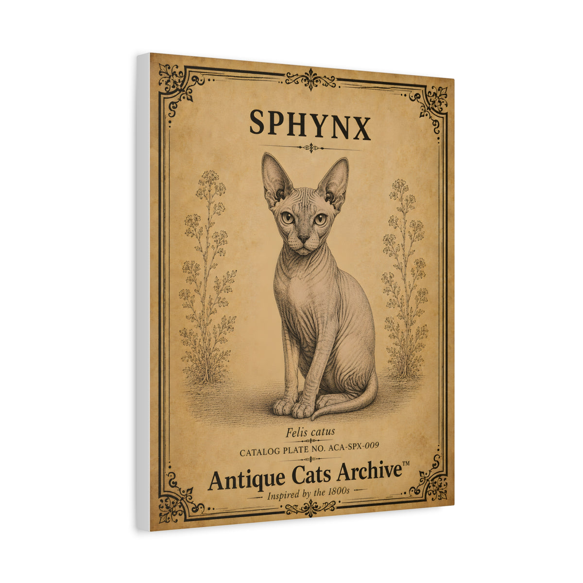 Sphynx Cat Canvas | Vintage Antique Cats Archive Wall Art